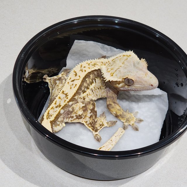 화이트크라운 풀핀 쿼드