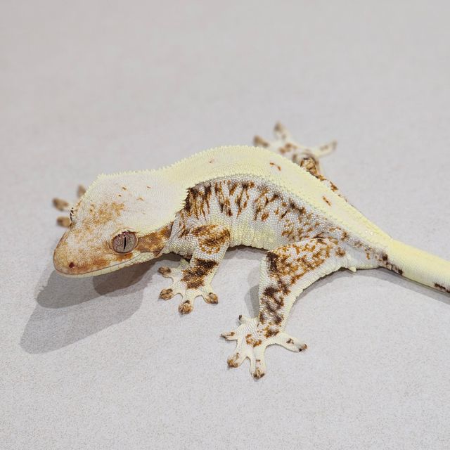 릴리화이트 판다 바브