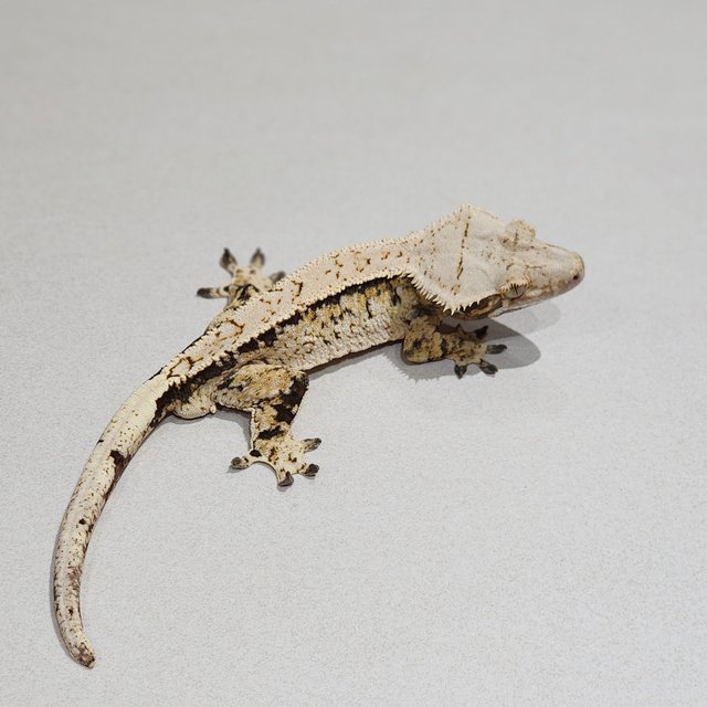 Extreme Harlequin White Spot Tri White Pin