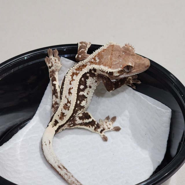 White Crown Cappuccino