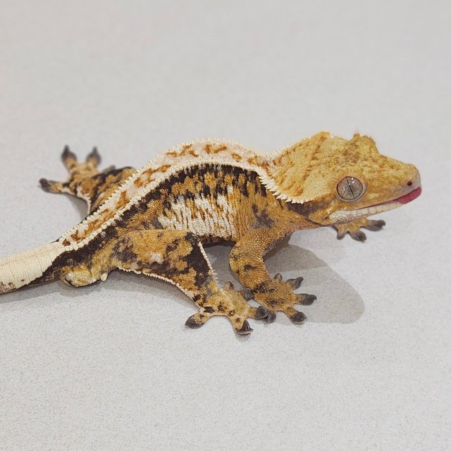 Extreme Harlequin Tri Drippy Full Pinstripe White Pin