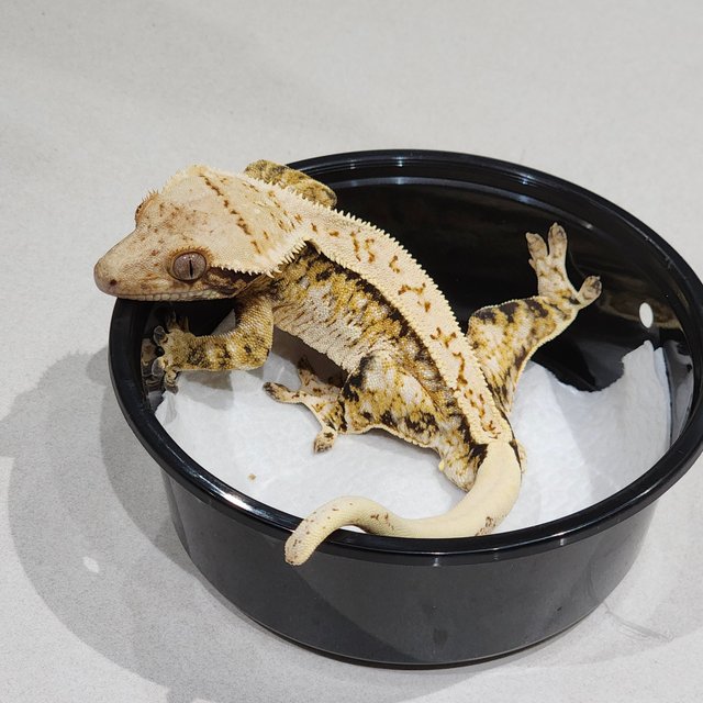 Full Pinstripe Extreme Harlequin Drippy White Spot Tri White Pin