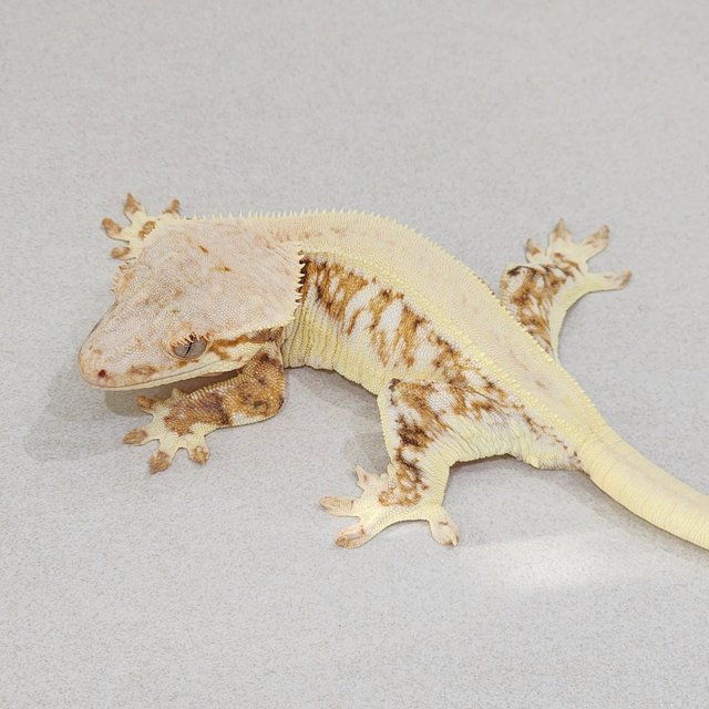 솔리드백 릴리화이트