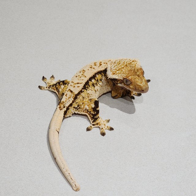 White Pin White Spot Zengex Extreme Harlequin Tri