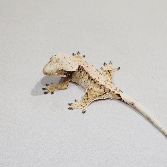 Tri Extreme Harlequin White Spot Drippy