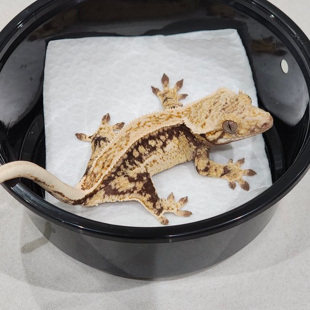 Quad White Spot Drippy White Crown