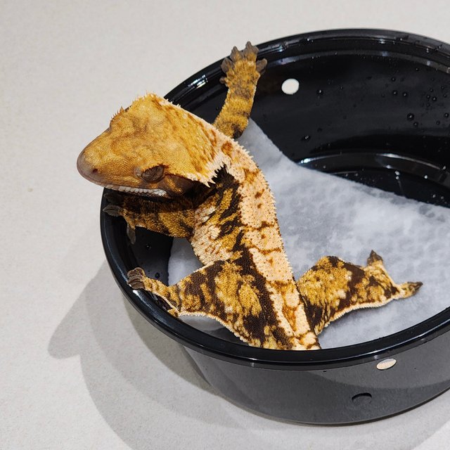 화이트크라운 트라이 익스트림할리퀸