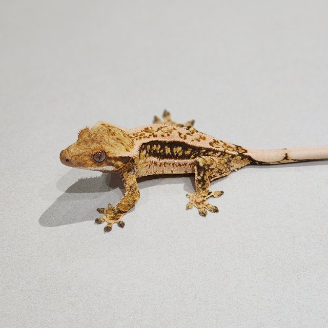 White Crown White Spot Quad