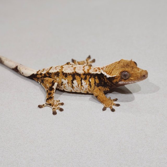 White Crown Tri Extreme Harlequin
