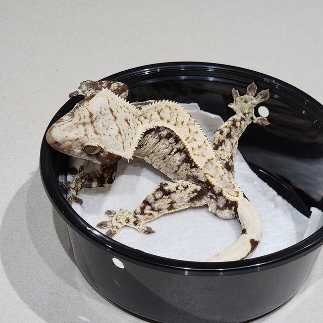 드리피 화이트스팟