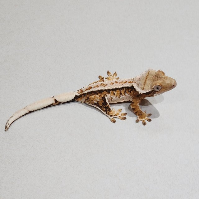 화이트핀 드리피 트라이 익스트림할리퀸