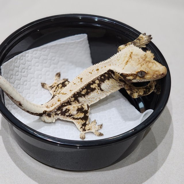 Quad Drippy White Spot