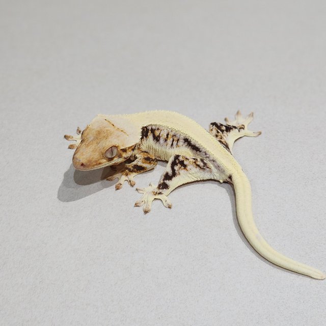 Solid Back Lilly White