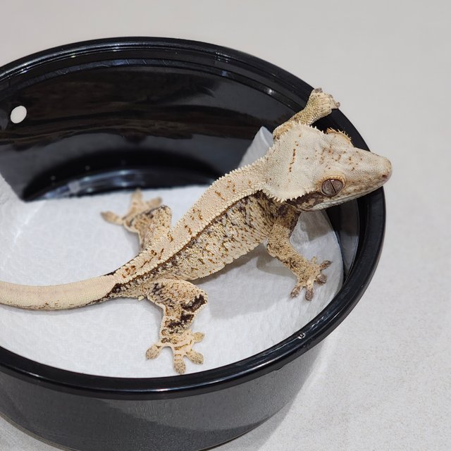 트라이 드리피 화이트스팟