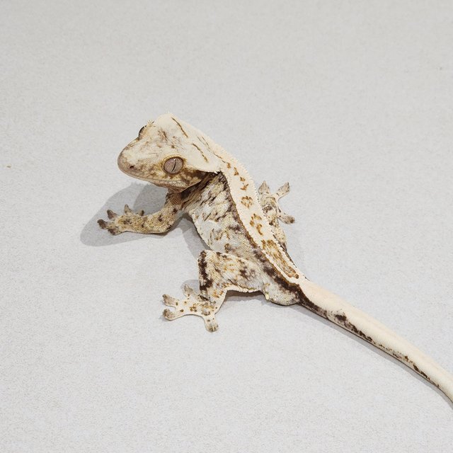 Full Pinstripe Drippy White Spot