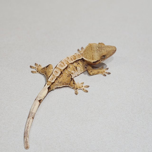 Tri Extreme Harlequin White Spot