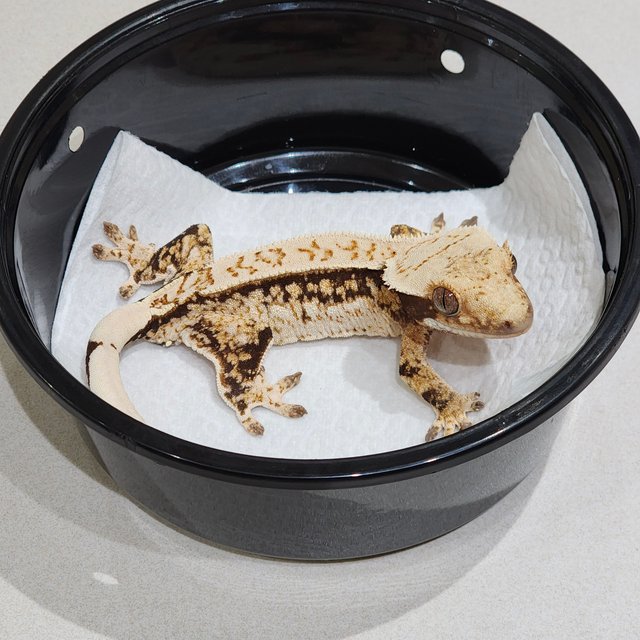 Drippy Quad White Spot Tri