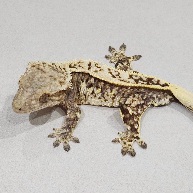 풀핀 브린들 화이트핀