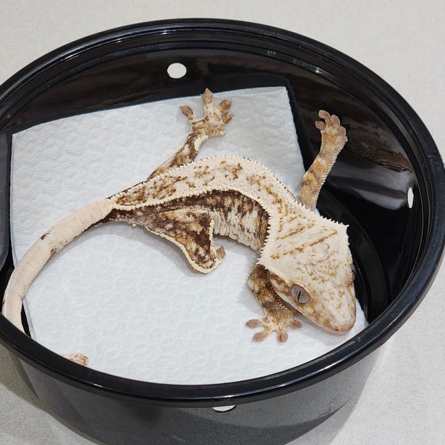 트라이 쿼드 드리피 화이트스팟 화이트크라운 화이트핀