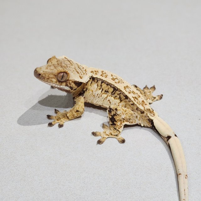 Tri Drippy White Spot White Crown