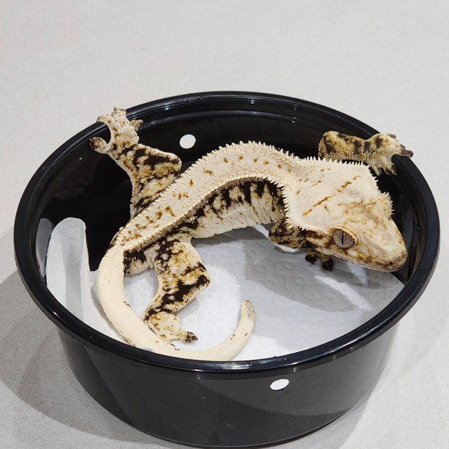 White Spot Zengex Quad Drippy Full Pinstripe