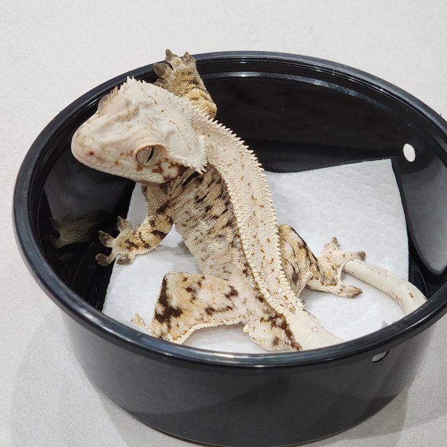 Drippy White Pin White Spot Tri Full Pinstripe