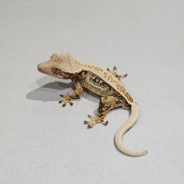 Full Pinstripe Quad Drippy White Pin White Spot