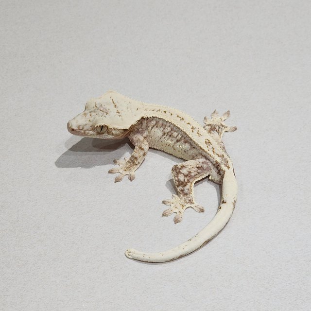 Full Pinstripe Drippy White Spot