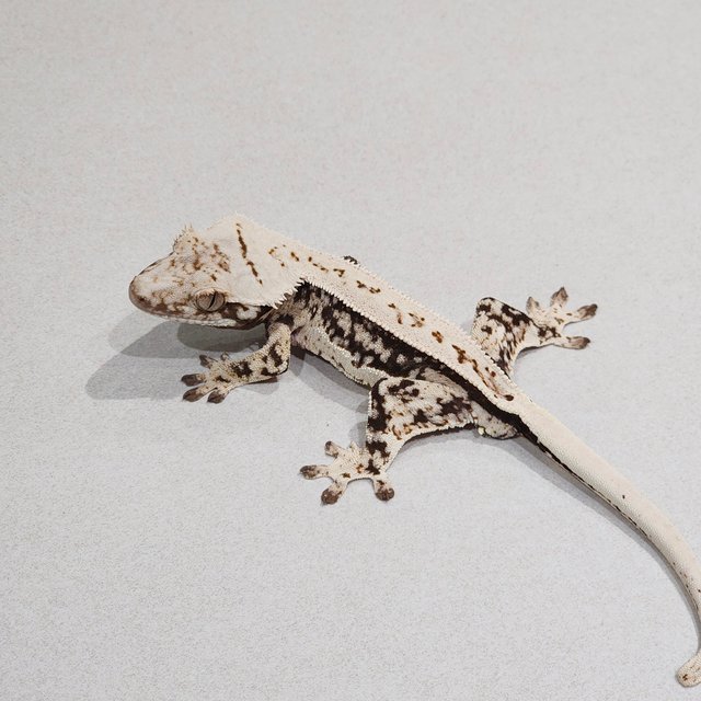 Full Pinstripe Quad Drippy White Spot