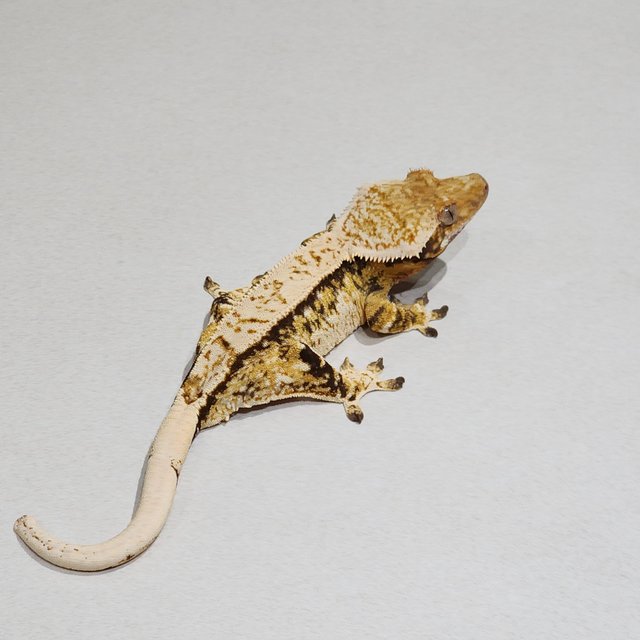 White Pin White Spot Zengex Extreme Harlequin Tri