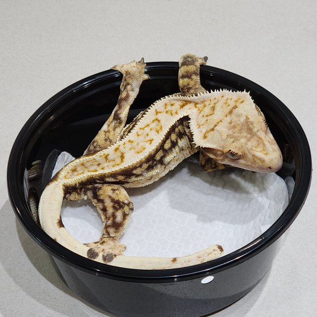 풀핀 화이트크라운 드리피 쿼드