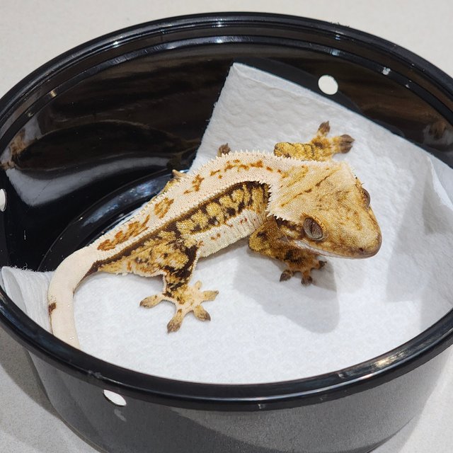 Full Pinstripe Drippy Tri Quad White Spot White Crown