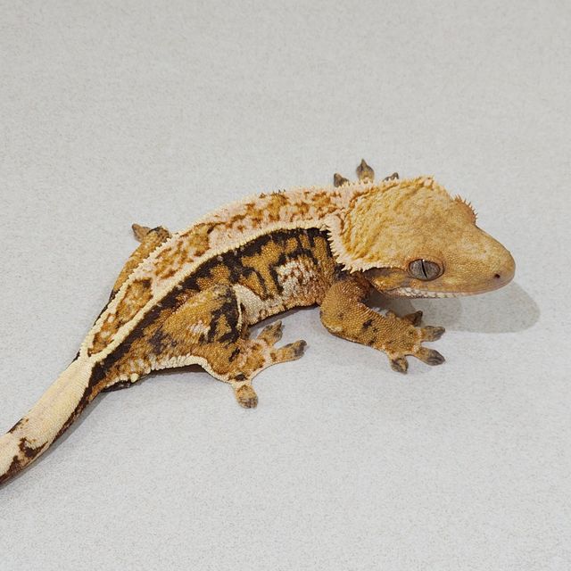 트라이 익스트림할리퀸 화이트핀 에밀리