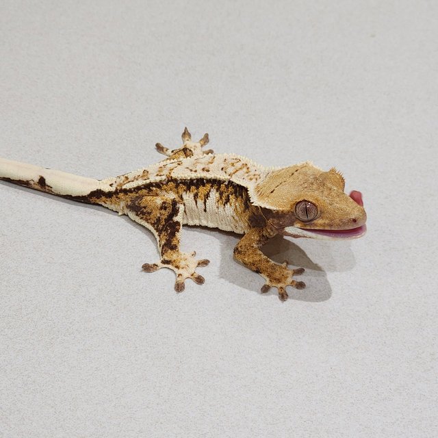 Tri Drippy White Spot White Pin White Crown Extreme Harlequin