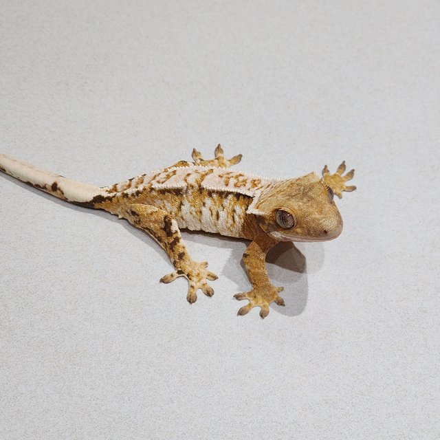 White Crown Tri Extreme Harlequin White Spot