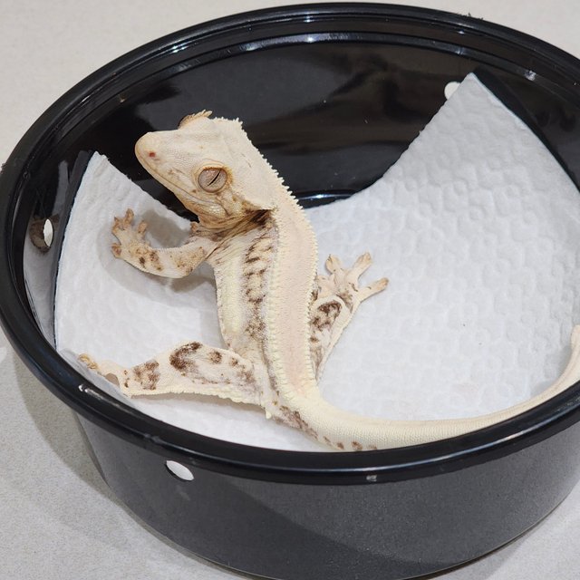 Lilly White Solid Back