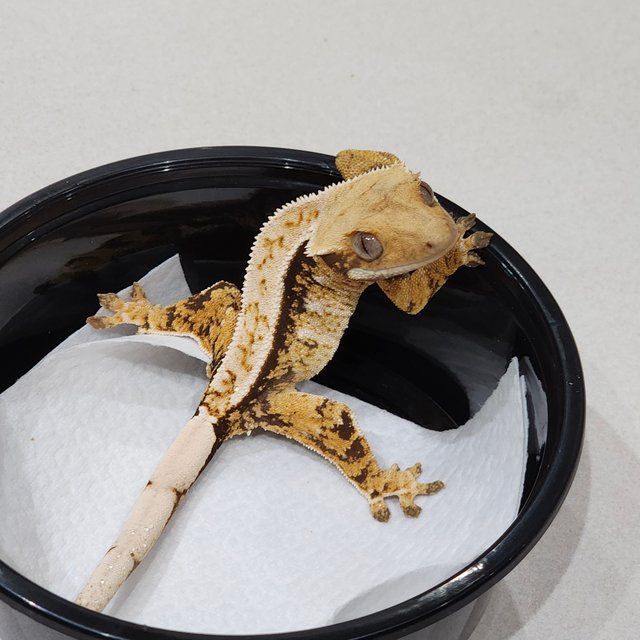 트라이 익스트림할리퀸 화이트스팟