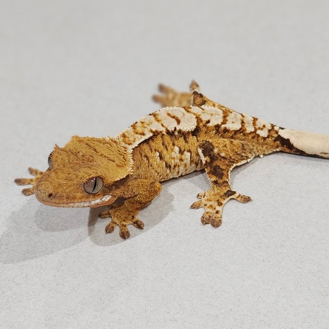 Brindle Extreme Harlequin