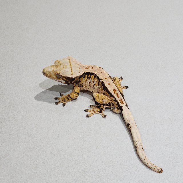 Tri Extreme Harlequin White Spot