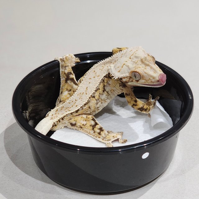 풀핀 트라이 드리피 화이트스팟 화이트핀