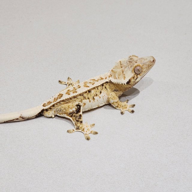 White Pin White Spot Full Pinstripe White Crown Drippy