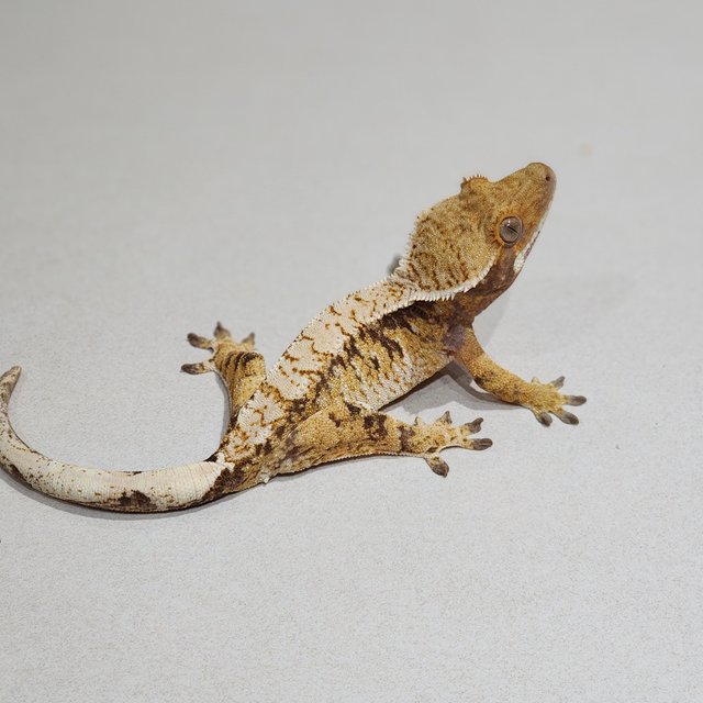 Tri White Spot Extreme Harlequin