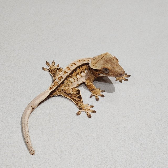 Tri Extreme Harlequin