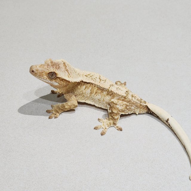 Cream Drippy White Spot