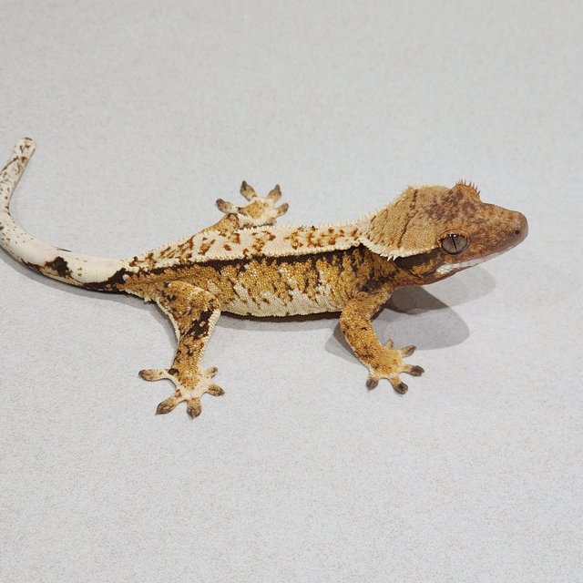 White Crown Tri Extreme Harlequin White Spot