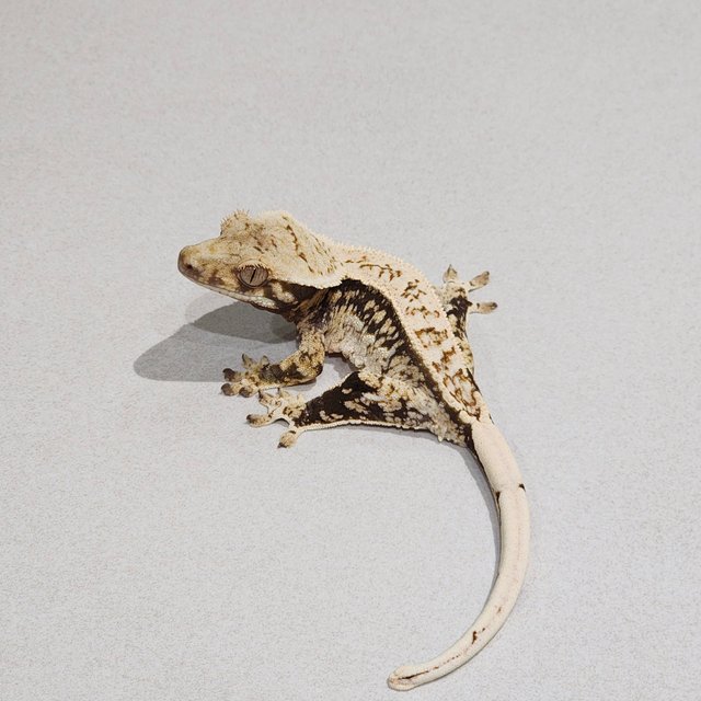 Drippy Quad White Spot White Pin