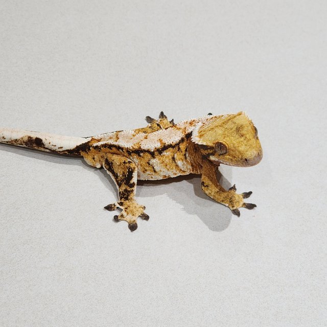 White Crown Tri Extreme Harlequin