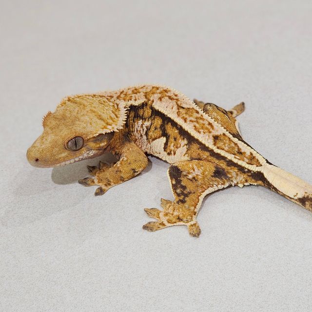 트라이 익스트림할리퀸 화이트핀 에밀리