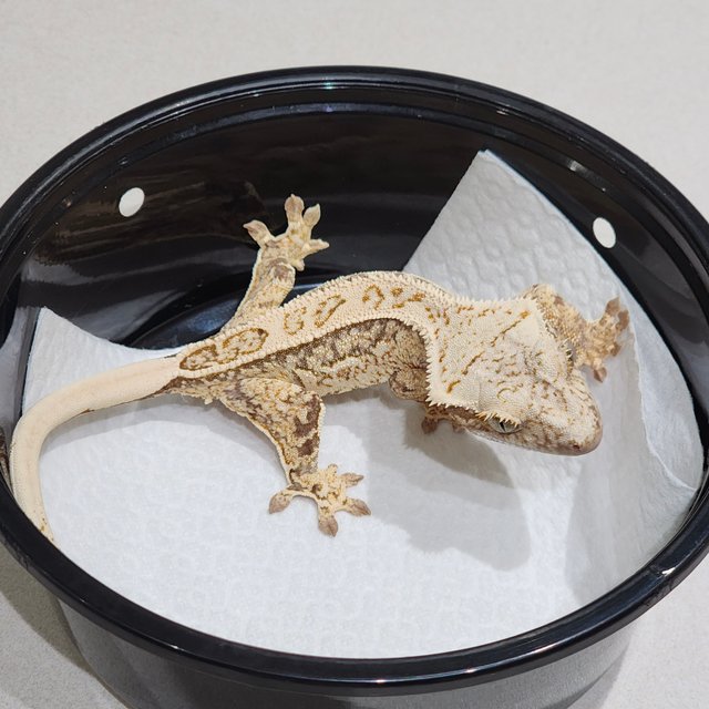 White Crown Drippy White Spot Quad