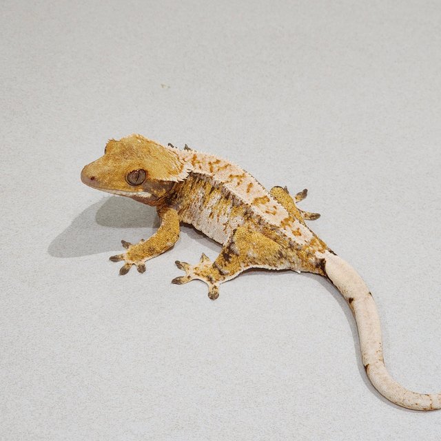 White Crown Tri Extreme Harlequin White Spot